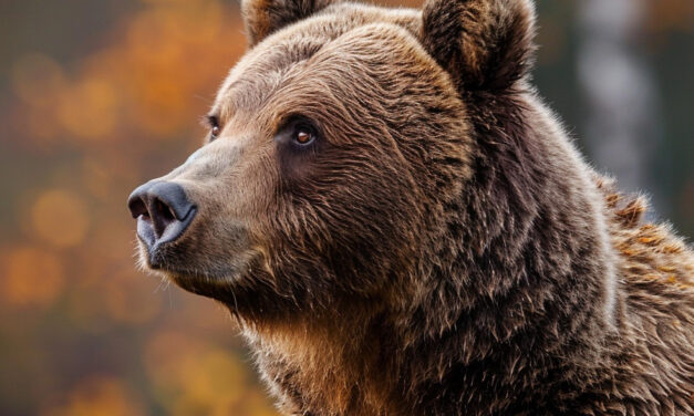ALLA SCOPERTA DELL’ORSO | Abruzzo – Pescasseroli (AQ), Lecce nei Marsi (AQ) | 10/10/2026