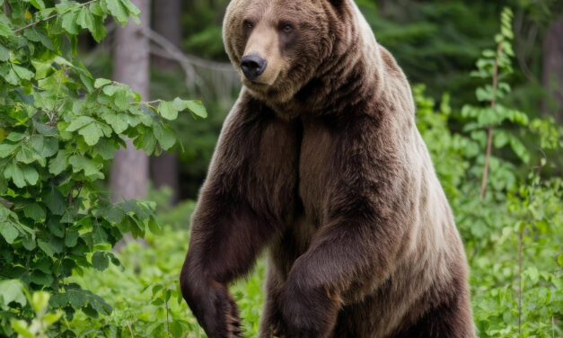 ALLA SCOPERTA DELL’ORSO | Abruzzo – Pescasseroli (AQ), Lecce nei Marsi (AQ) | 03/10/2026